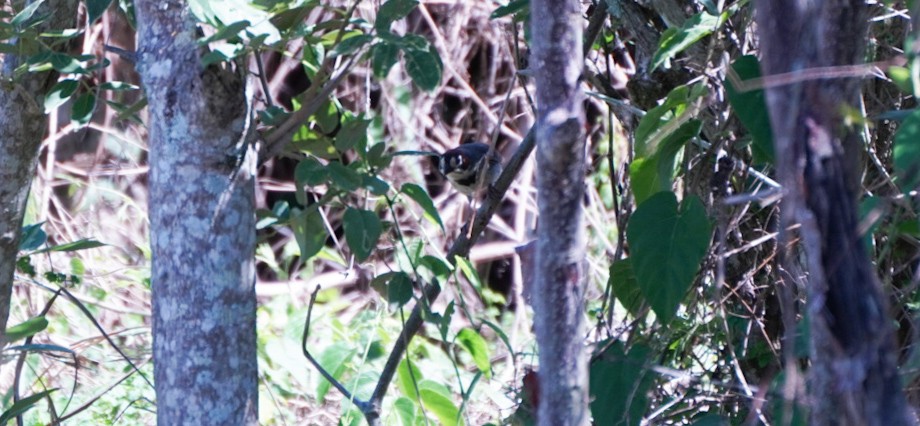 Cabanis's Ground-Sparrow - ML617408784