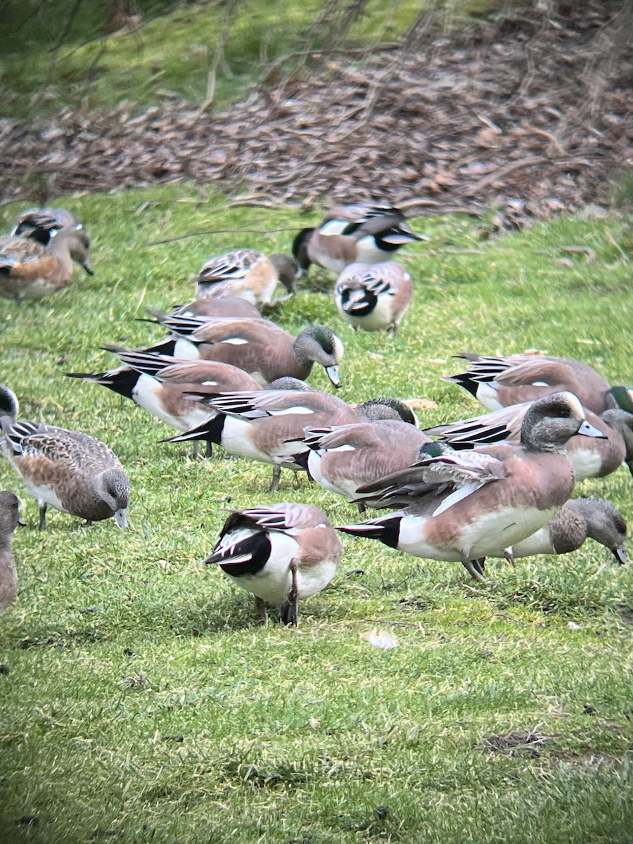 American Wigeon - ML617408790