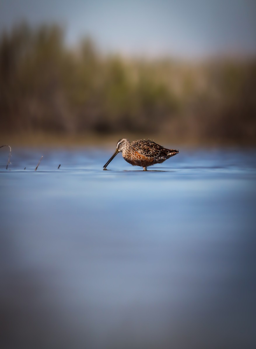 Long-billed Dowitcher - ML617408791