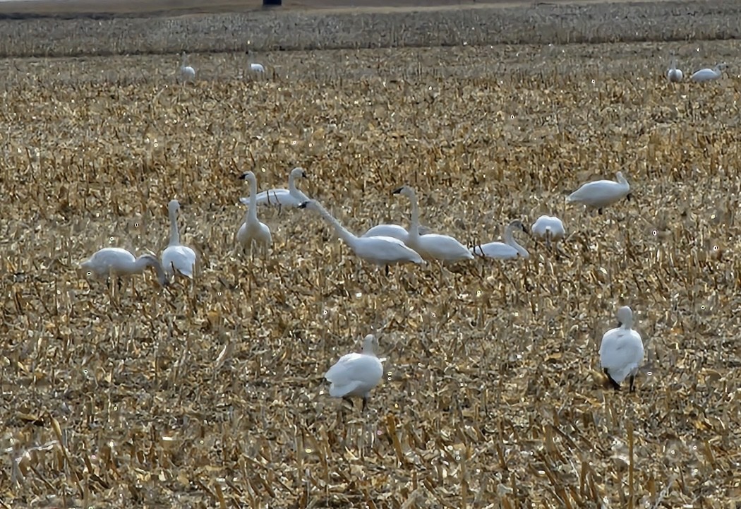 Tundra Swan - ML617408798