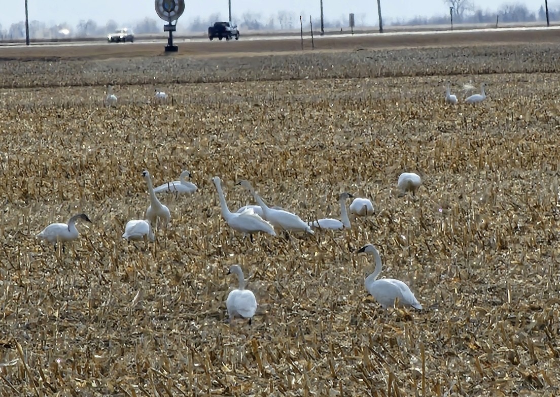 Tundra Swan - ML617408799