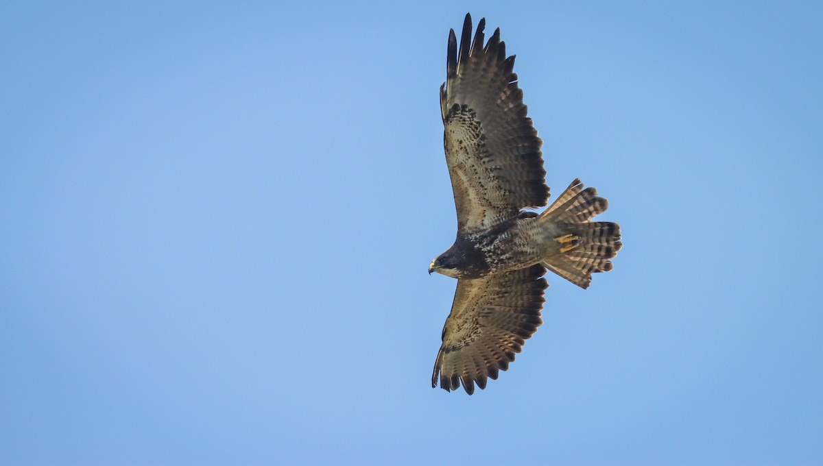 Swainson's Hawk - ML617408806