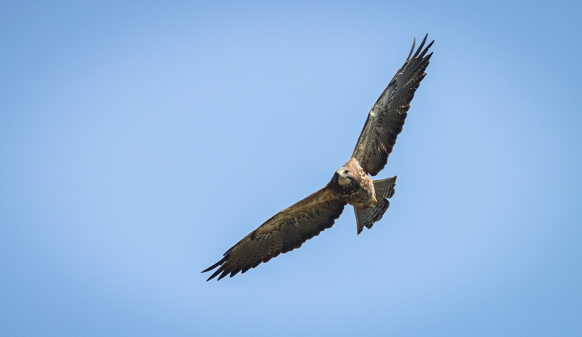 Swainson's Hawk - ML617408809