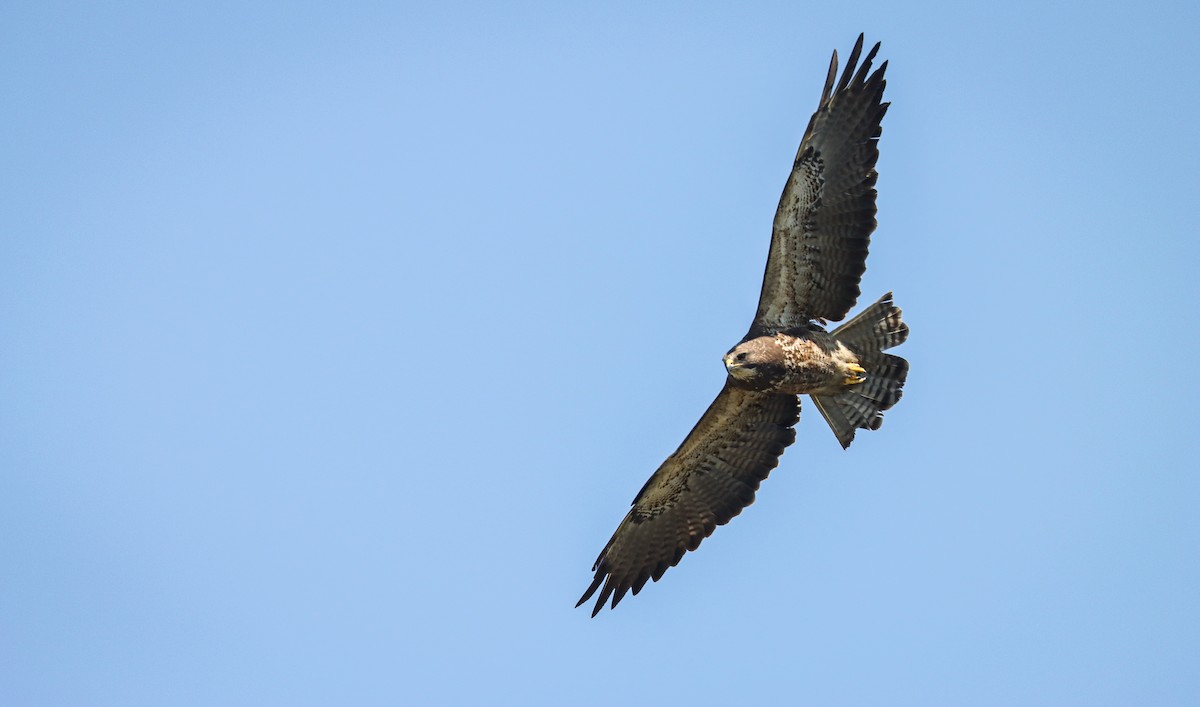 Swainson's Hawk - ML617408810