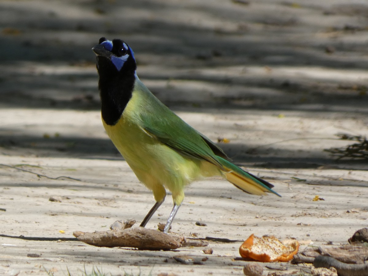 Green Jay - ML617408838