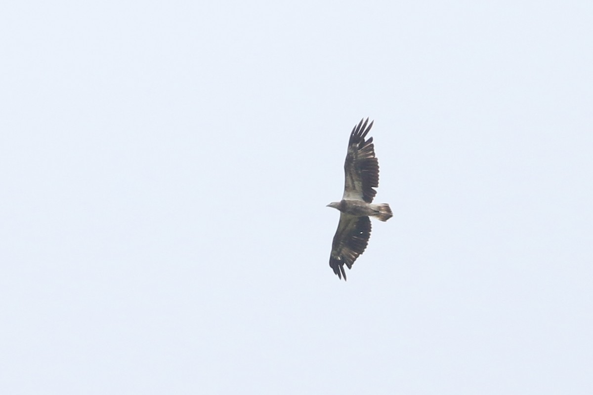 White-bellied Sea-Eagle - Dave Beeke