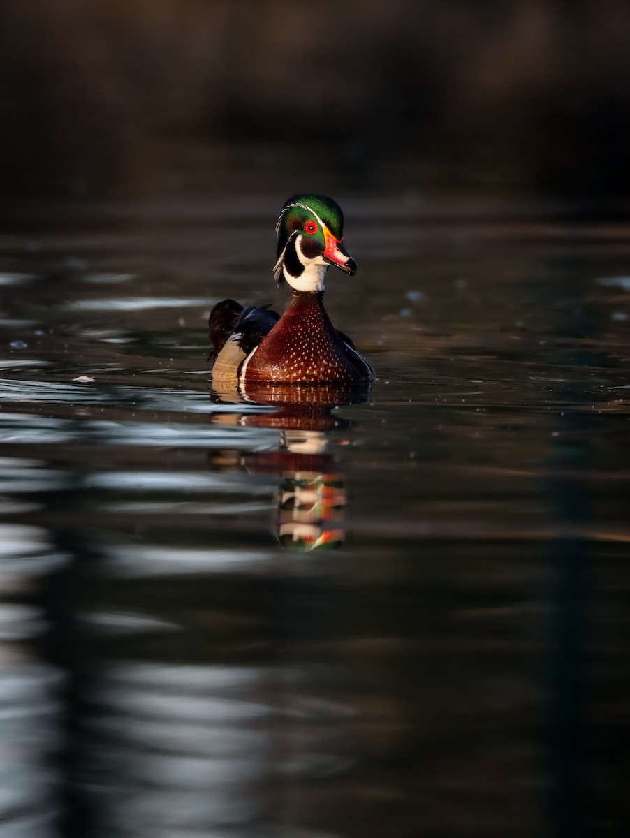 Wood Duck - ML617408890