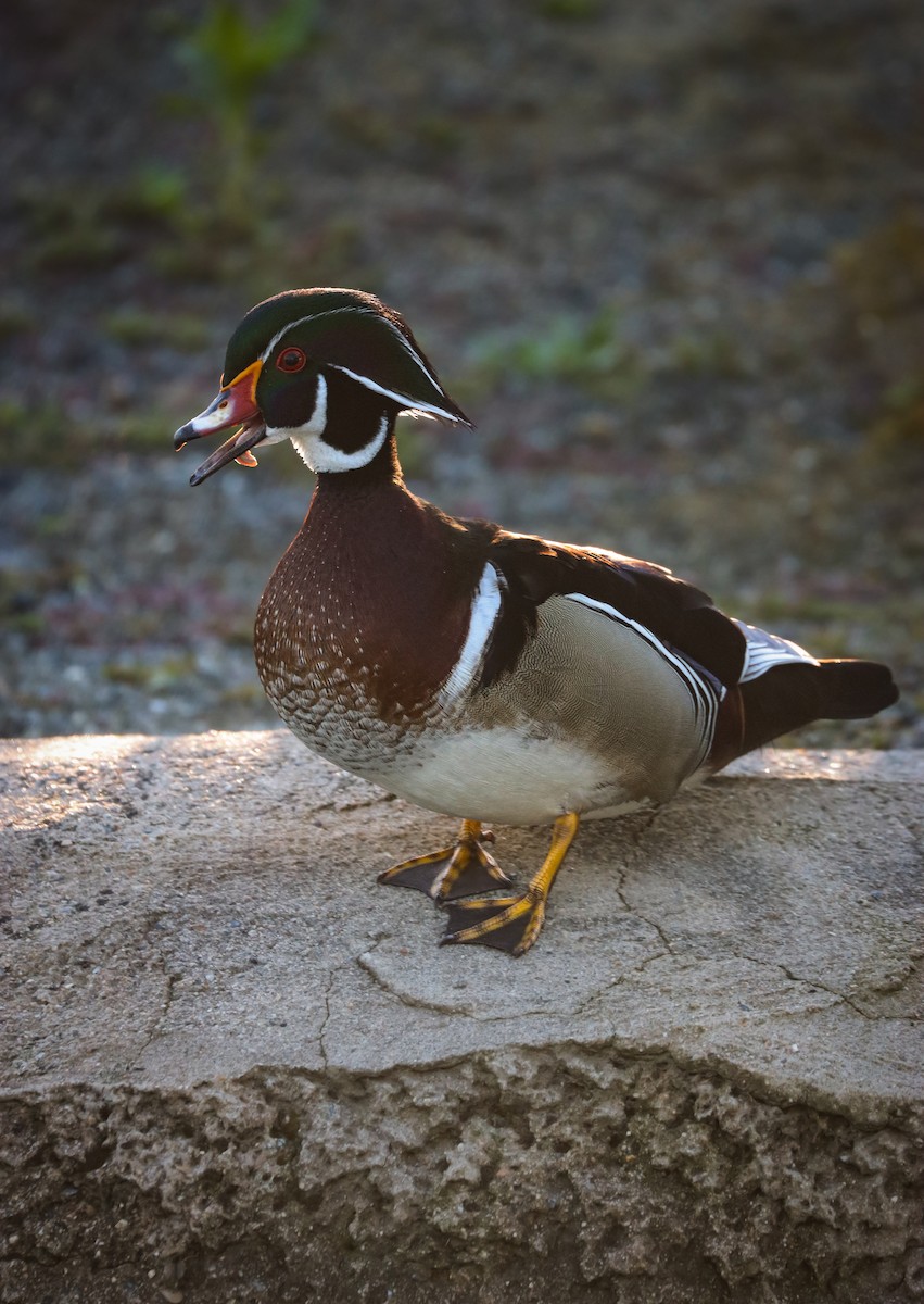 Wood Duck - ML617408891