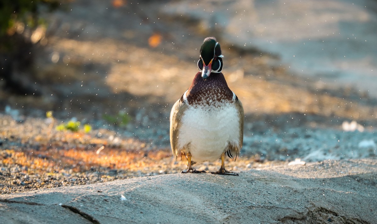 Wood Duck - ML617408892