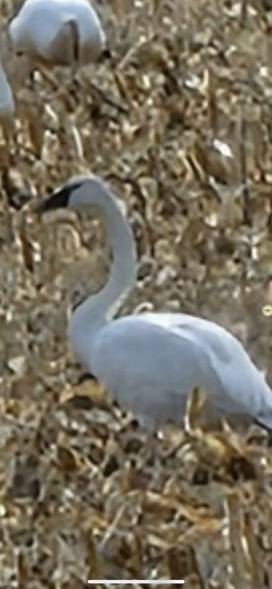 Trumpeter Swan - ML617408894
