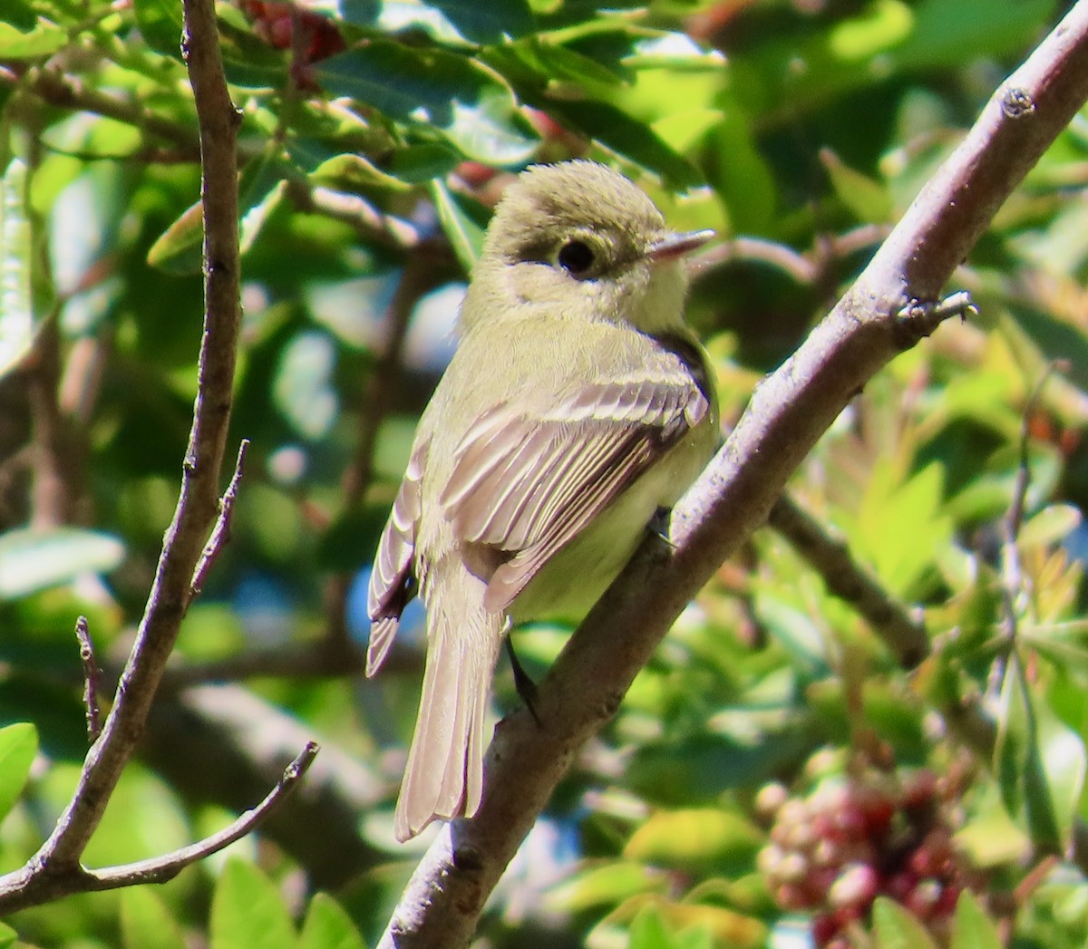 Western Flycatcher (Pacific-slope) - Johnny Galt