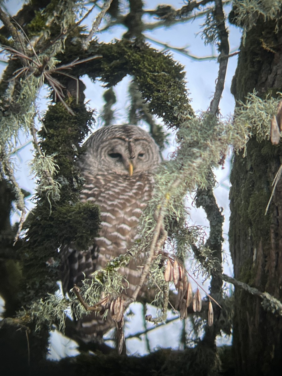 Barred Owl - Anonymous