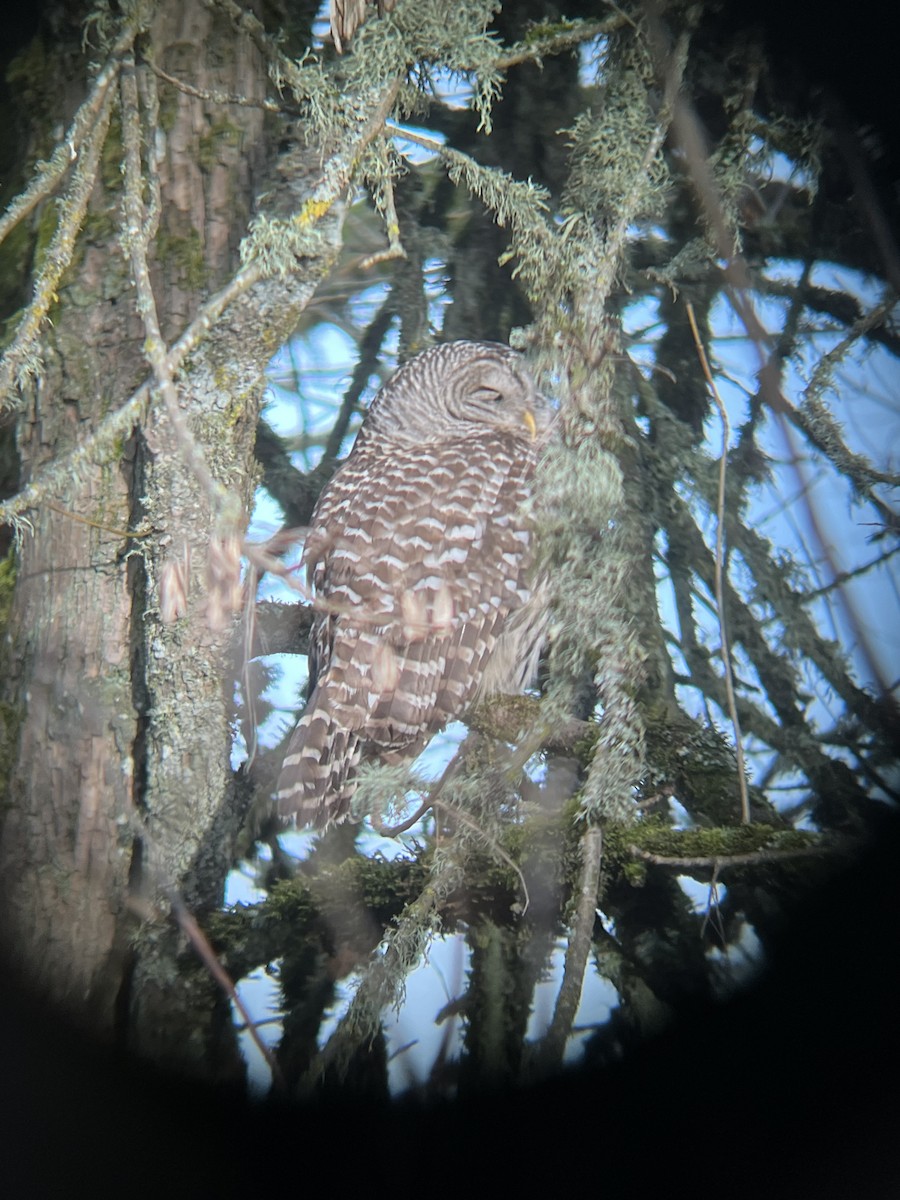 Barred Owl - Anonymous