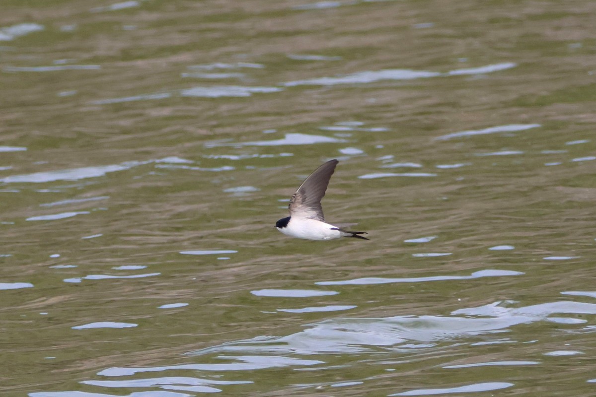 Western House-Martin - ML617408922