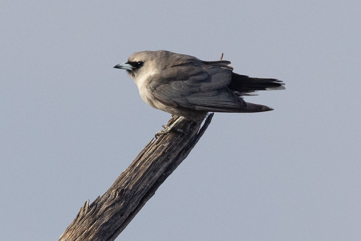 Black-faced Woodswallow - Eric VanderWerf