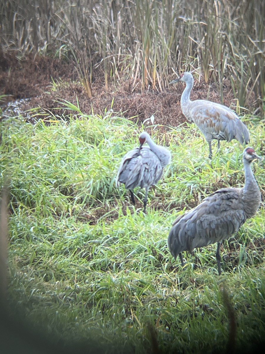 Sandhill Crane - ML617408982