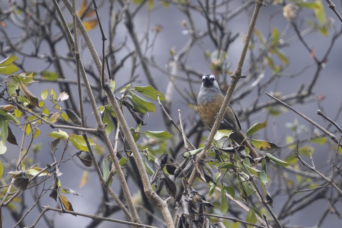 Banasura Laughingthrush - ML617408983