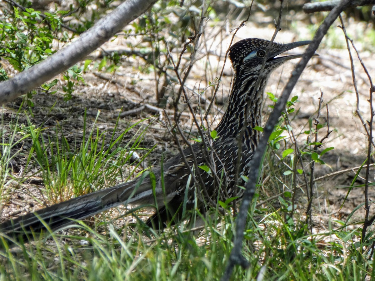 Greater Roadrunner - ML617408996