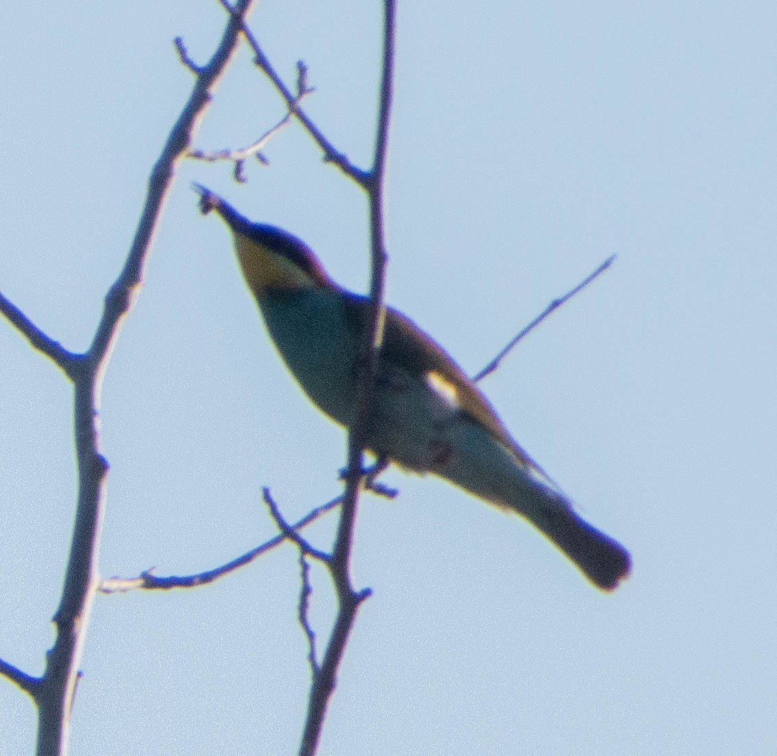 European Bee-eater - ML617408997