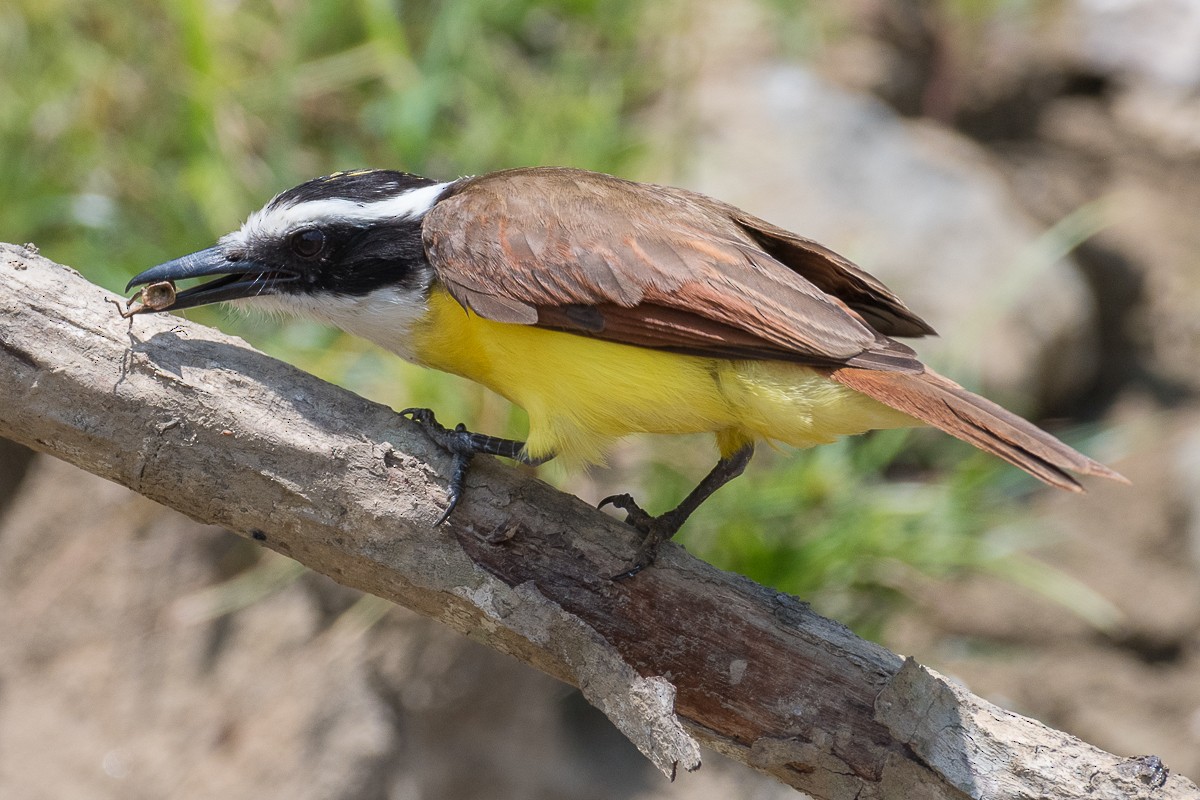 Great Kiskadee - ML617409006