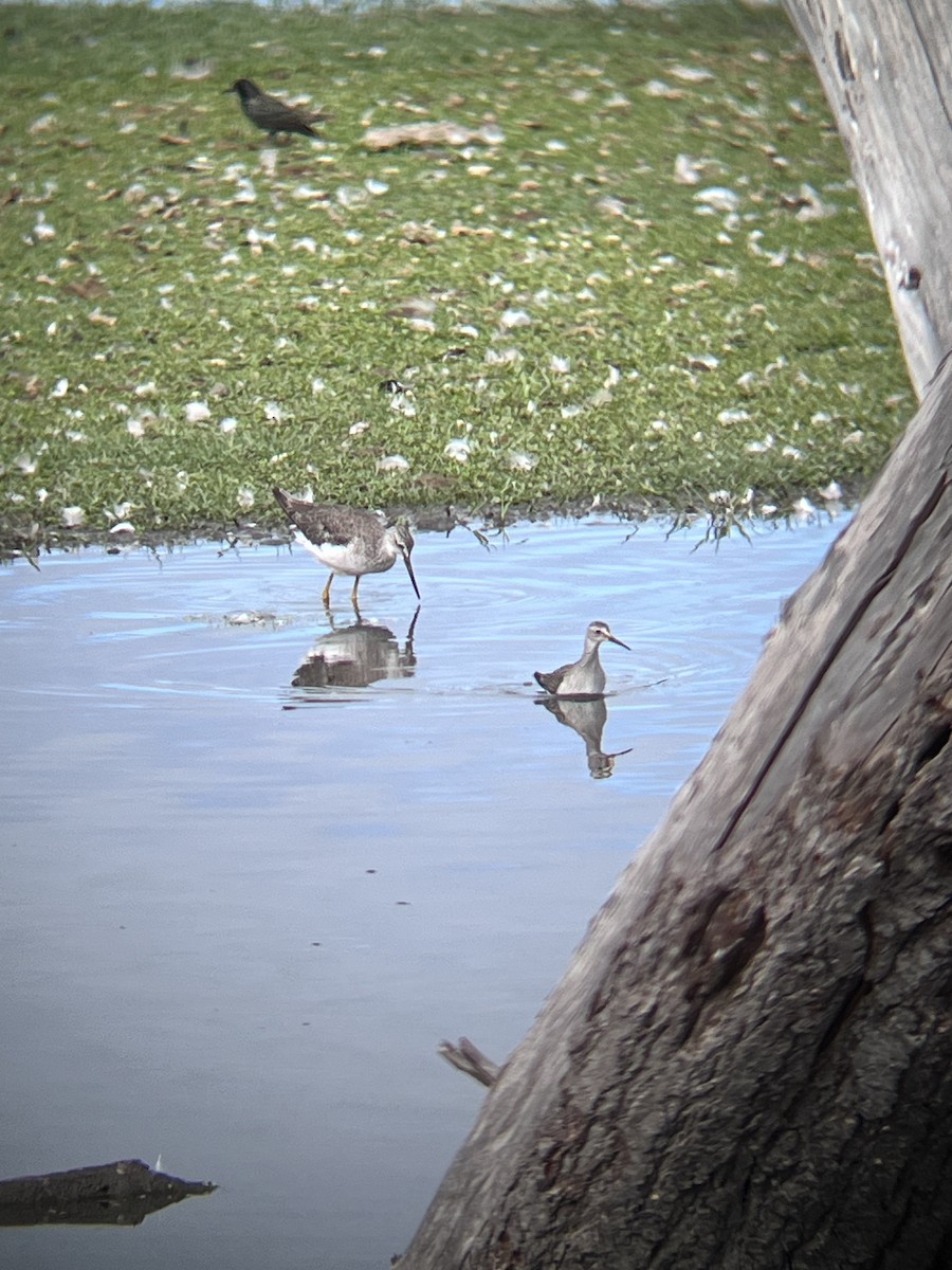 Lesser Yellowlegs - Anonymous