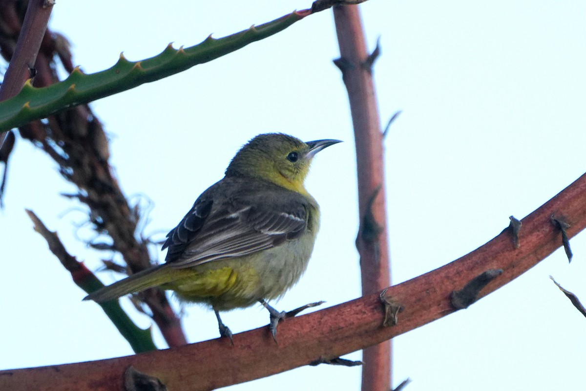 Hooded Oriole - ML617409039