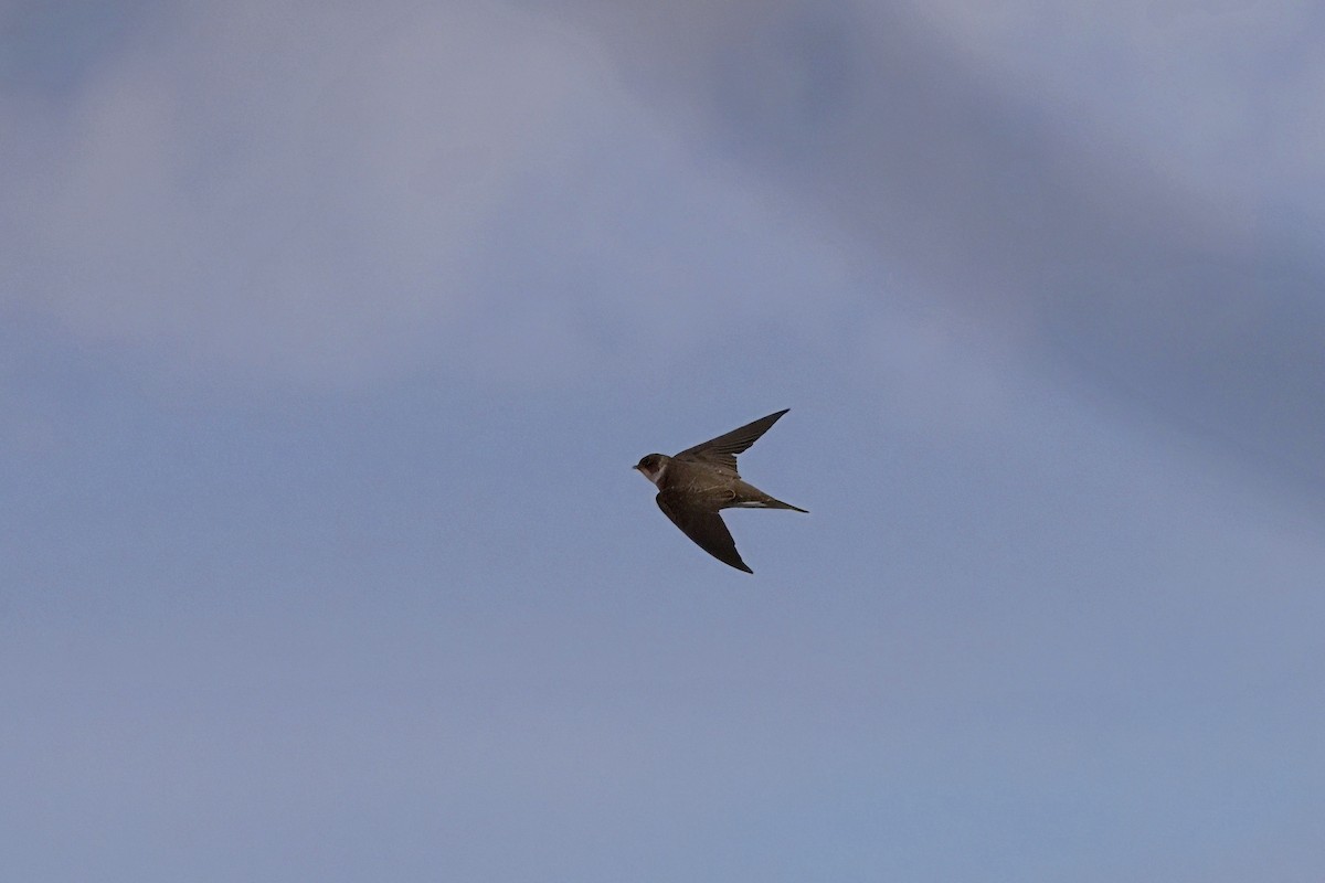 Bank Swallow - ML617409048