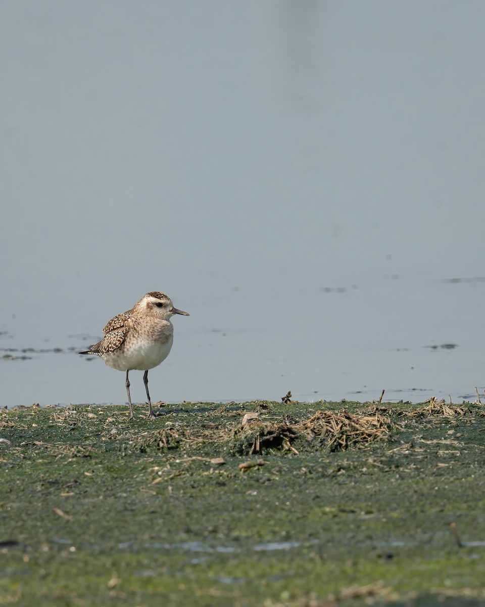 American Golden-Plover - ML617409072