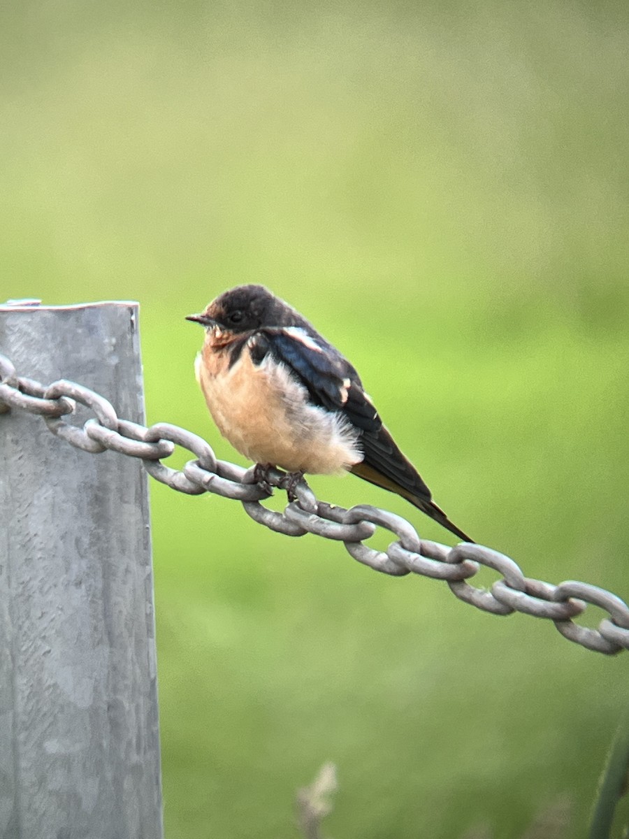 Barn Swallow - ML617409091