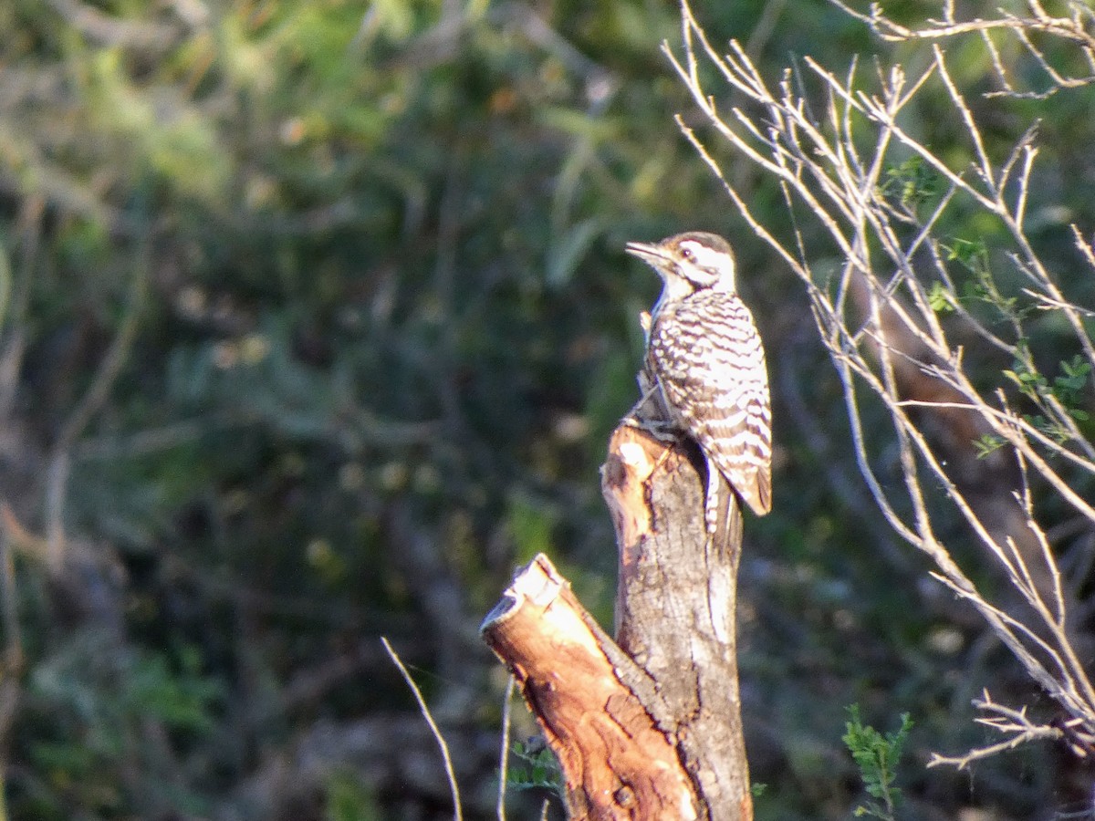 Ladder-backed Woodpecker - ML617409093