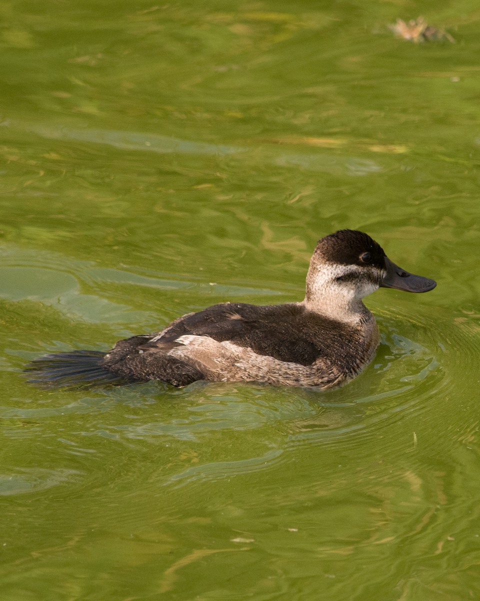 Ruddy Duck - ML617409104