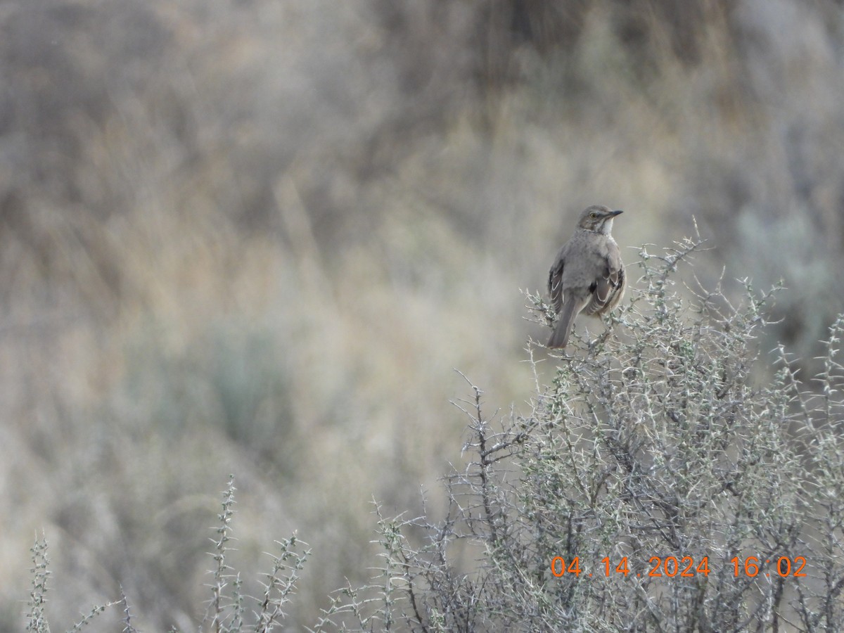 Sage Thrasher - ML617409105