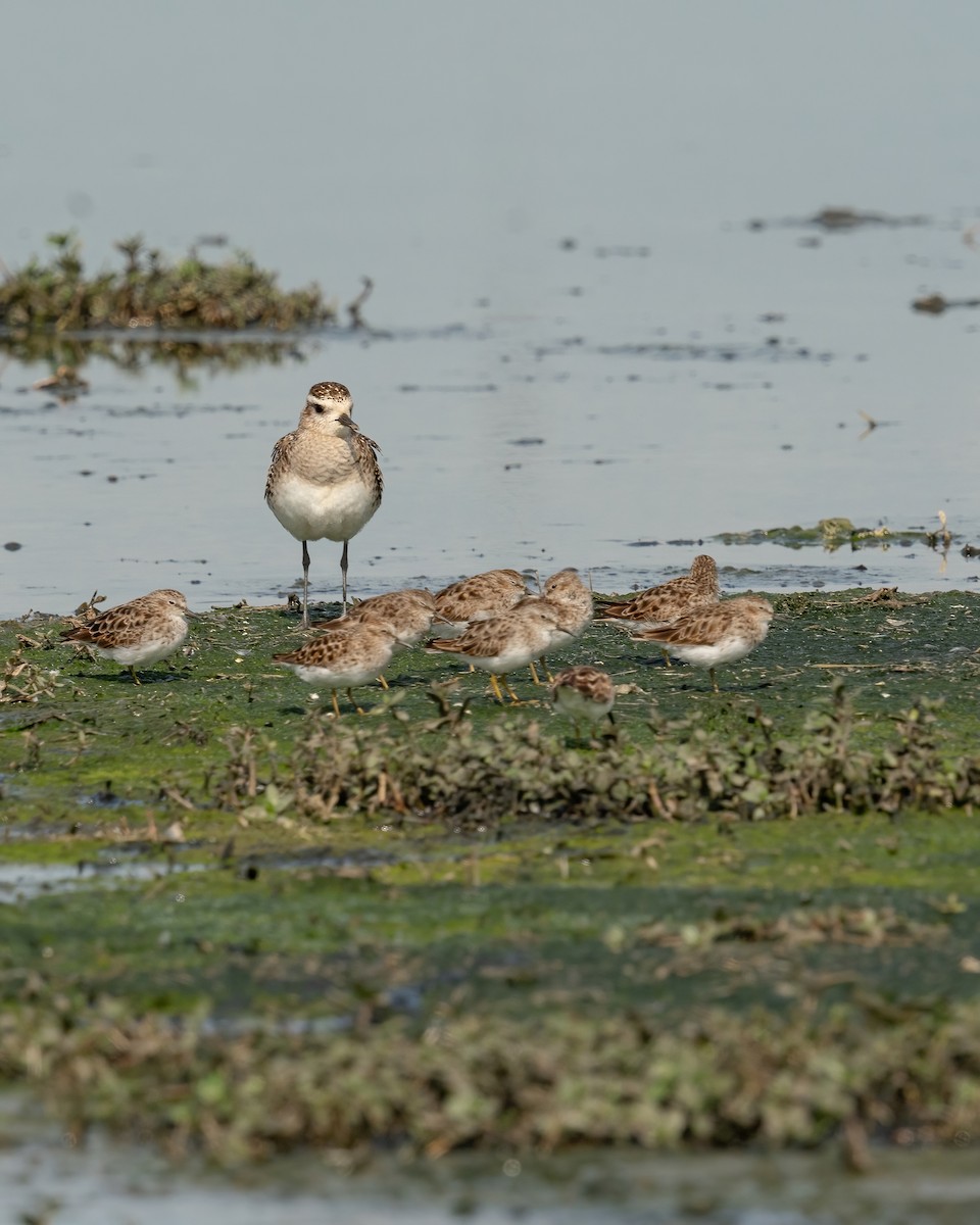 American Golden-Plover - ML617409109