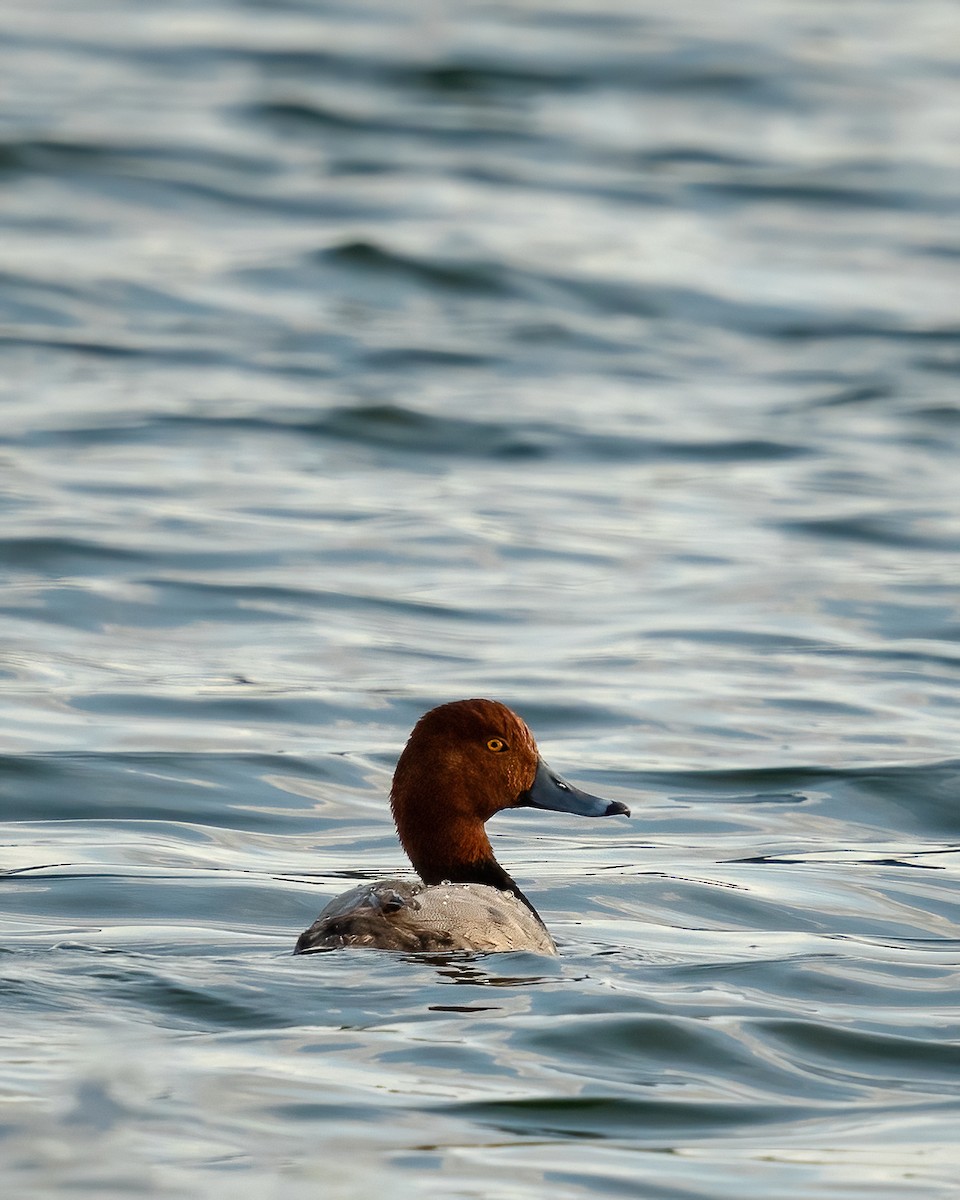 Redhead - ML617409114