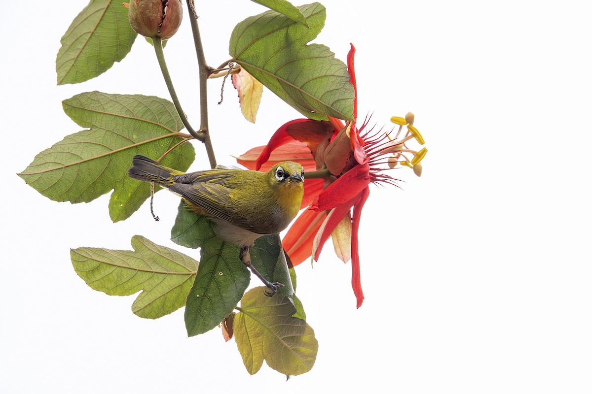 Indian White-eye - ML617409162