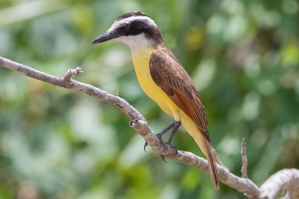 Great Kiskadee - ML617409189