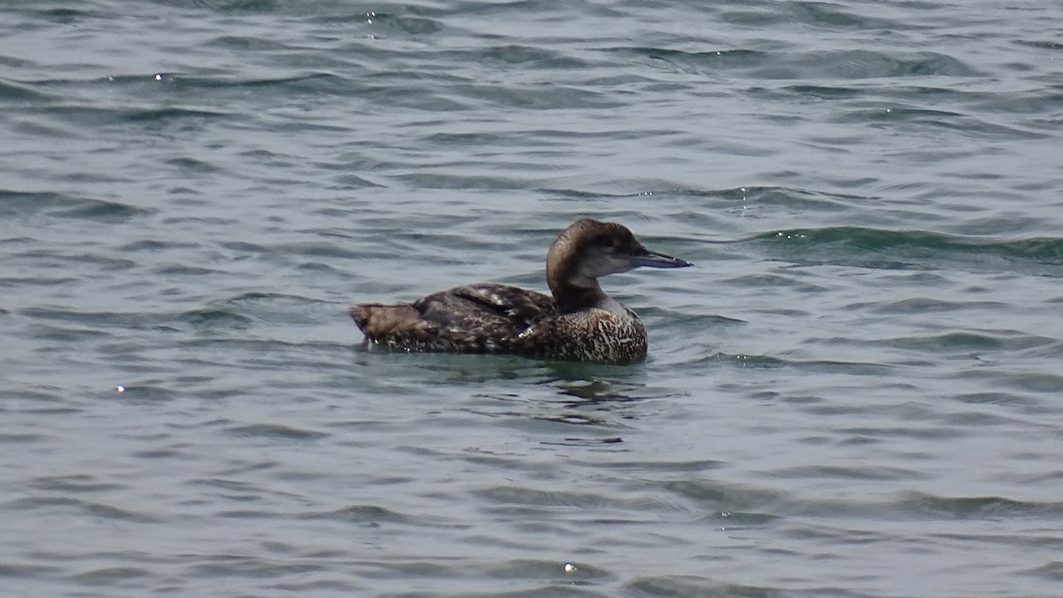 Common Loon - ML617409193