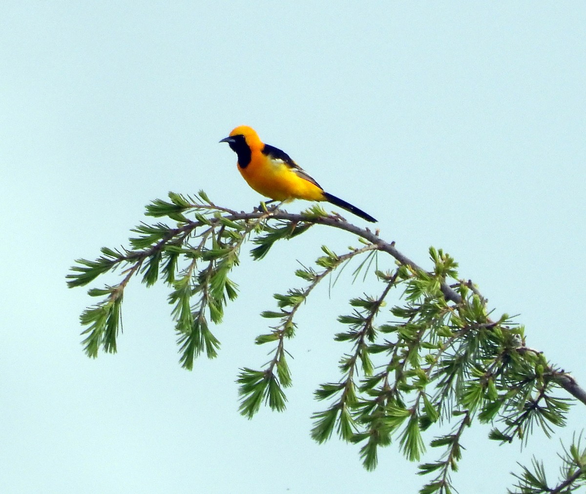 Hooded Oriole - Norman Pillsbury