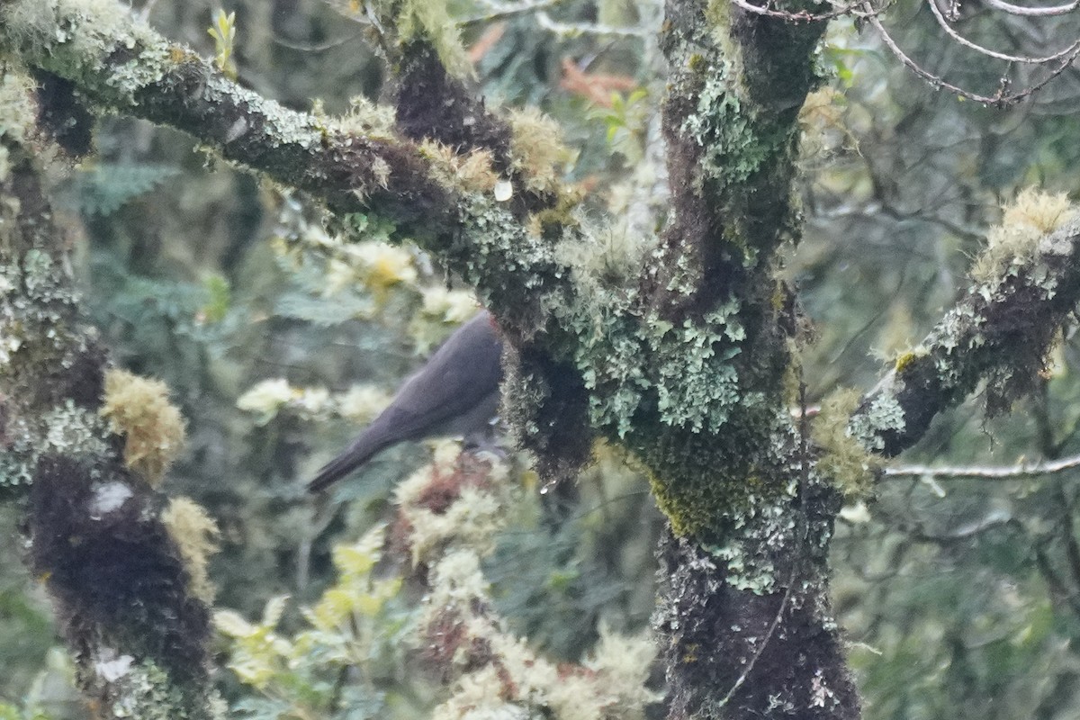 Plumbeous Pigeon - Cameron Eckert