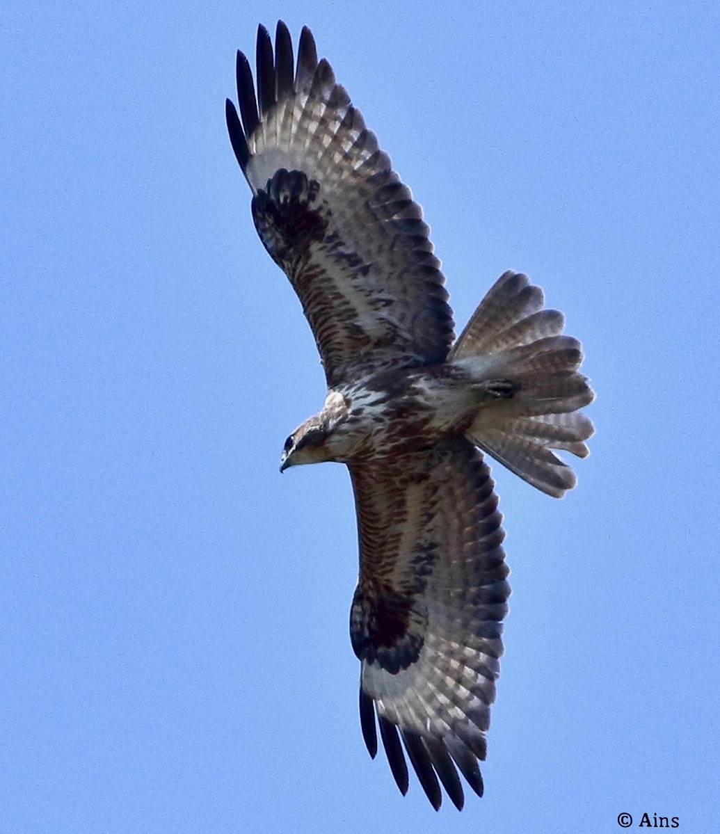 Канюк степовий - ML617409271