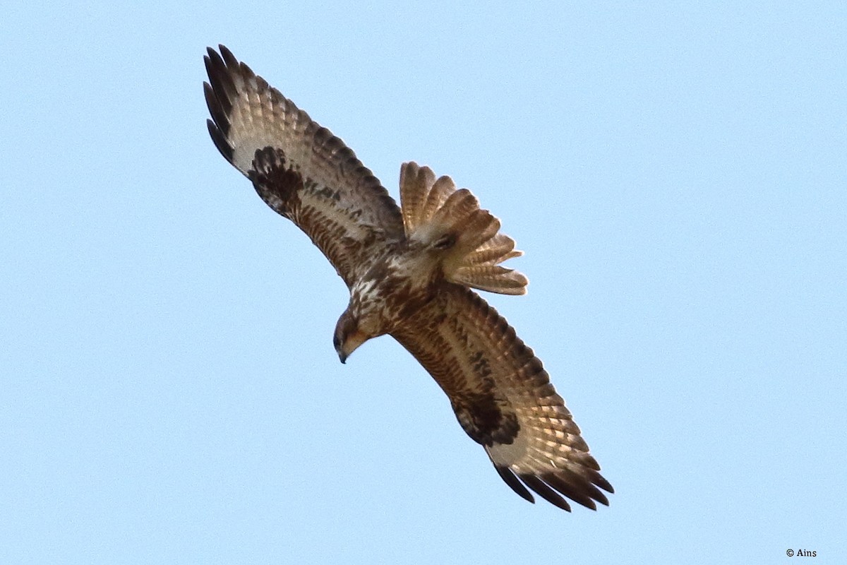 Канюк степовий - ML617409272