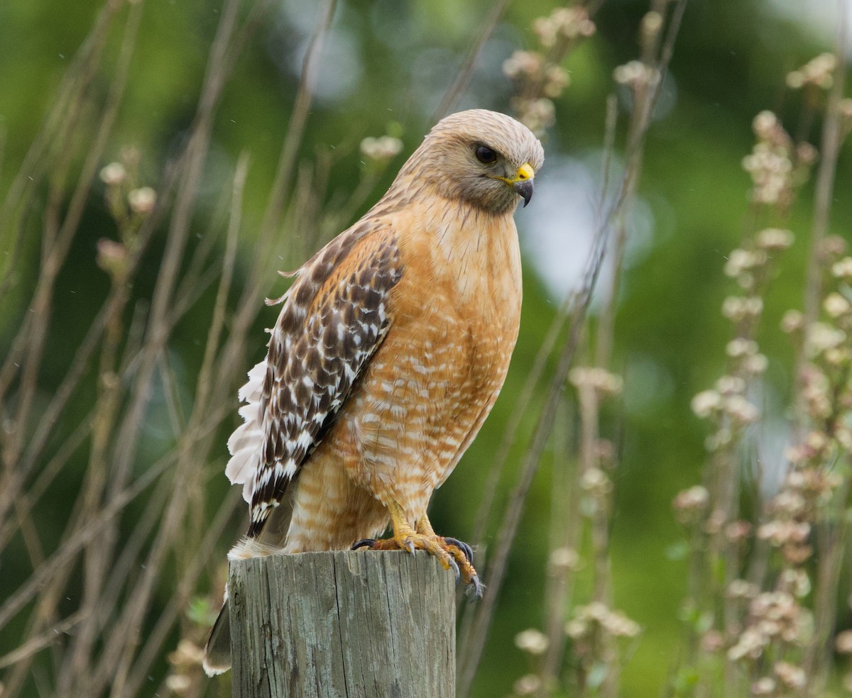Red-shouldered Hawk - ML617409299