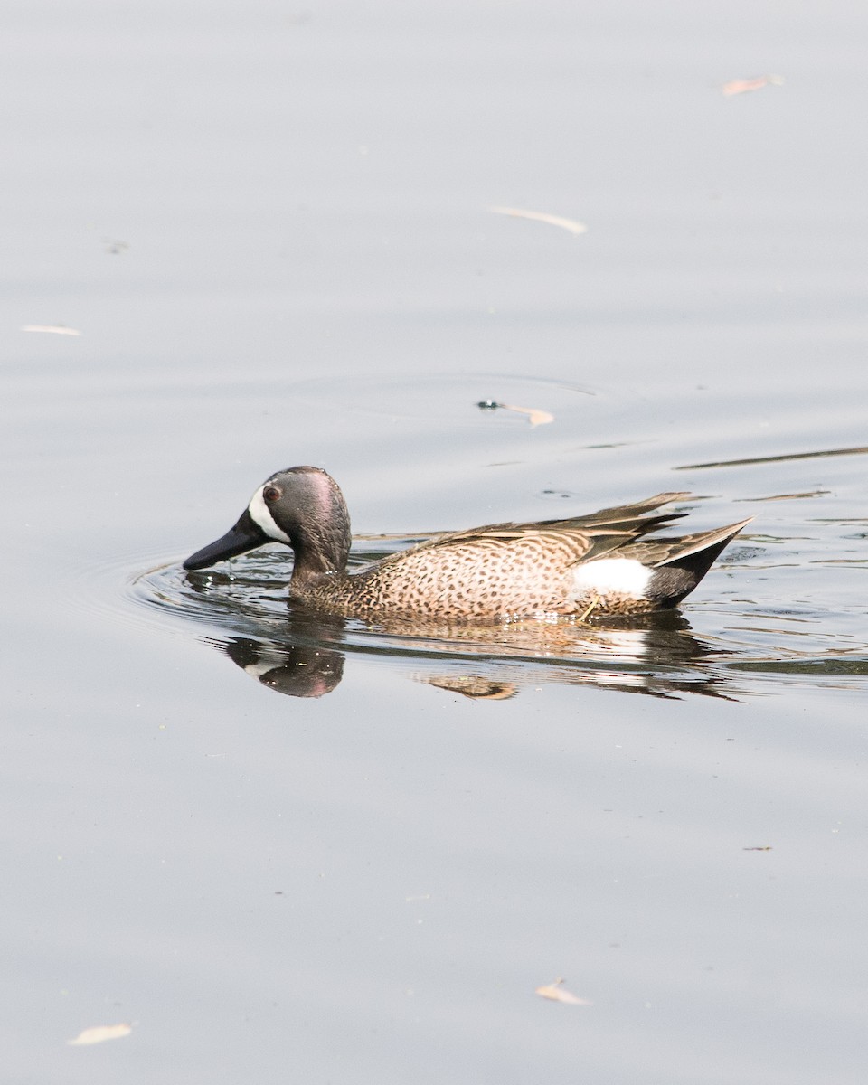 Blue-winged Teal - ML617409311