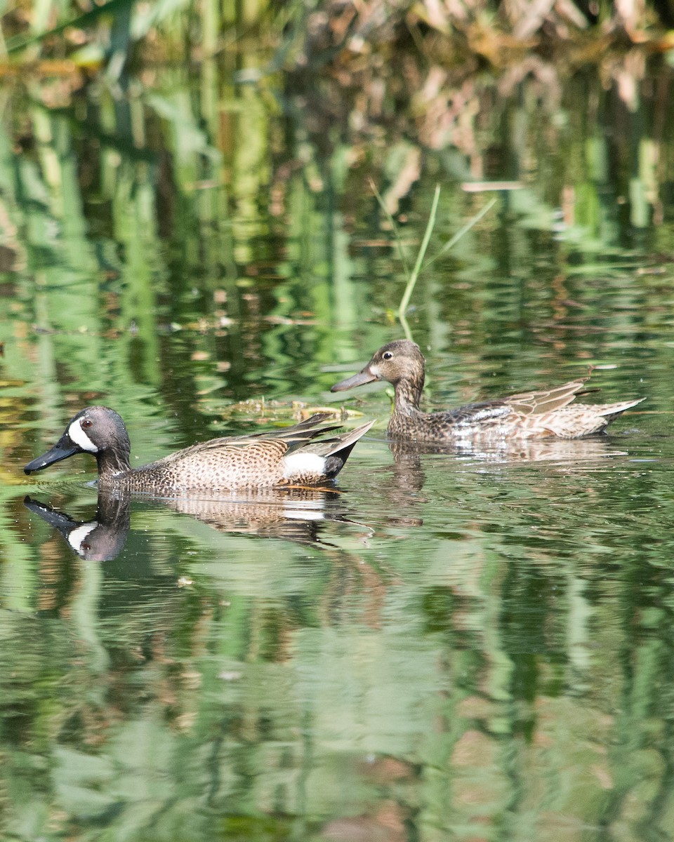 Blue-winged Teal - ML617409312