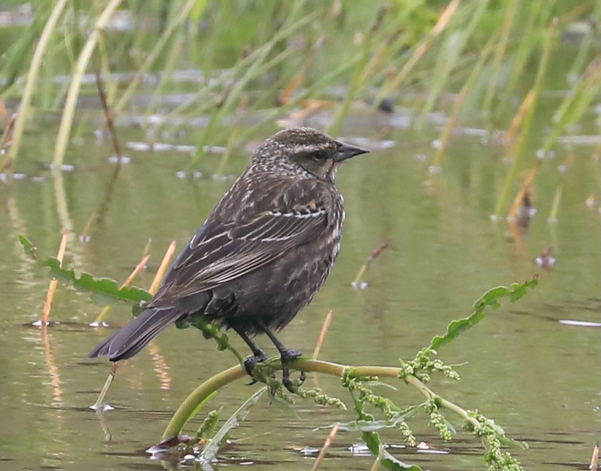 Red-winged Blackbird - ML617409318