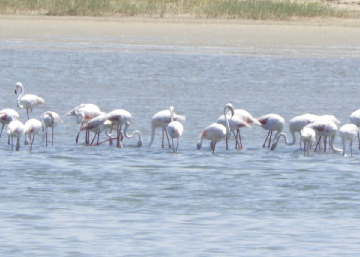 Greater Flamingo - ML617409319