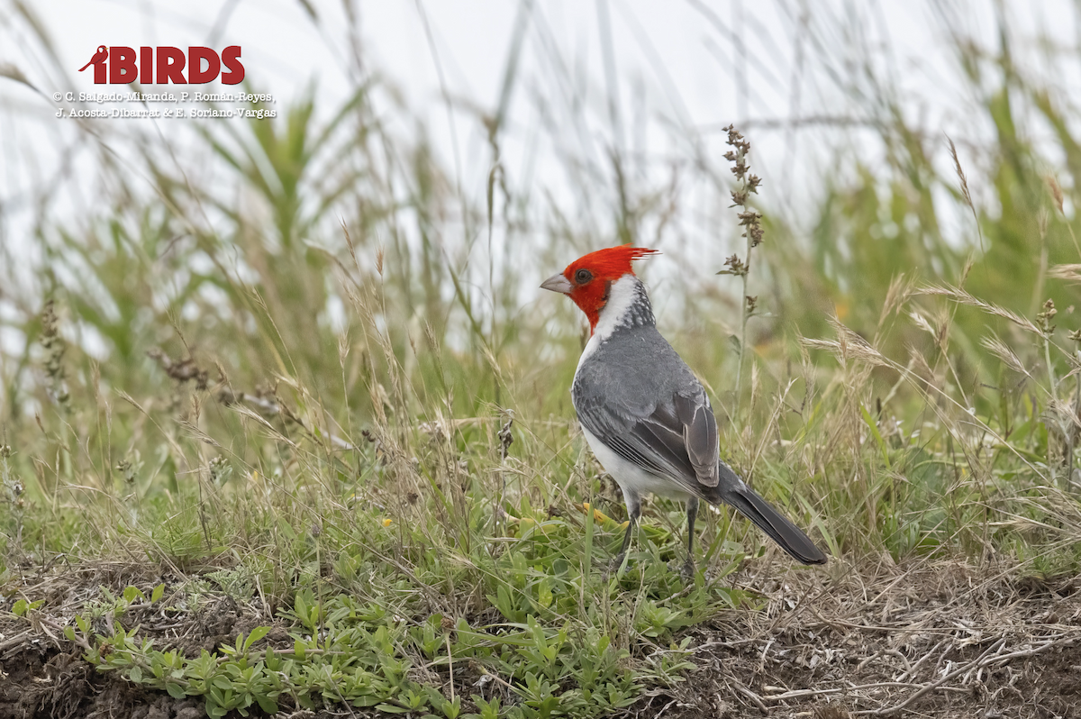 Red-crested Cardinal - C. Salgado-Miranda & E. Soriano-Vargas