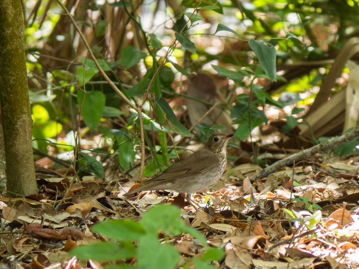 Cathartes sp. - ML617409338