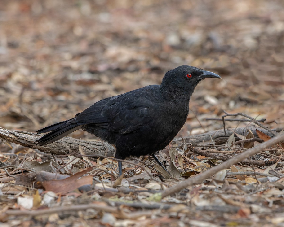 White-winged Chough - Ben Johns