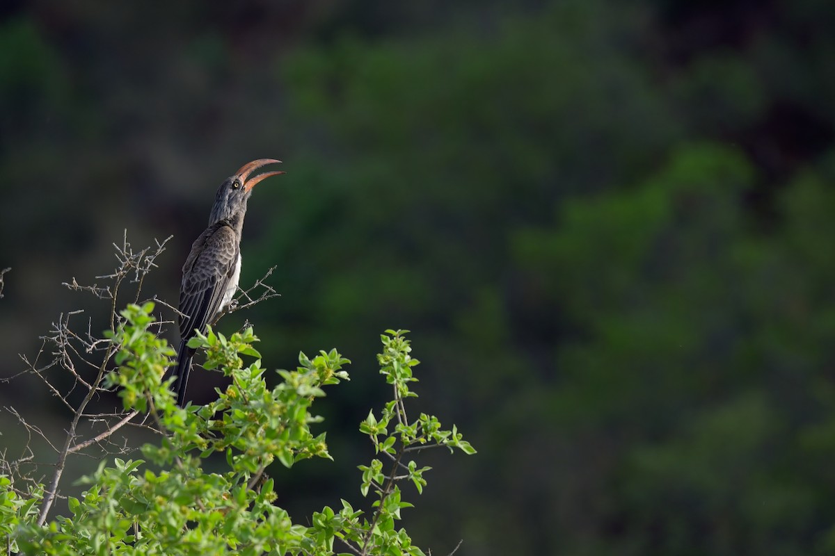 Bradfield's Hornbill - ML617409364